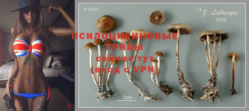 Галлюциногенные грибы MAGIC MUSHROOMS  где можно купить наркотик  Крымск 